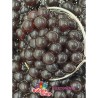 Kulki do Bubble Tea 3,4 kg Czekoladowe - Popping Boba